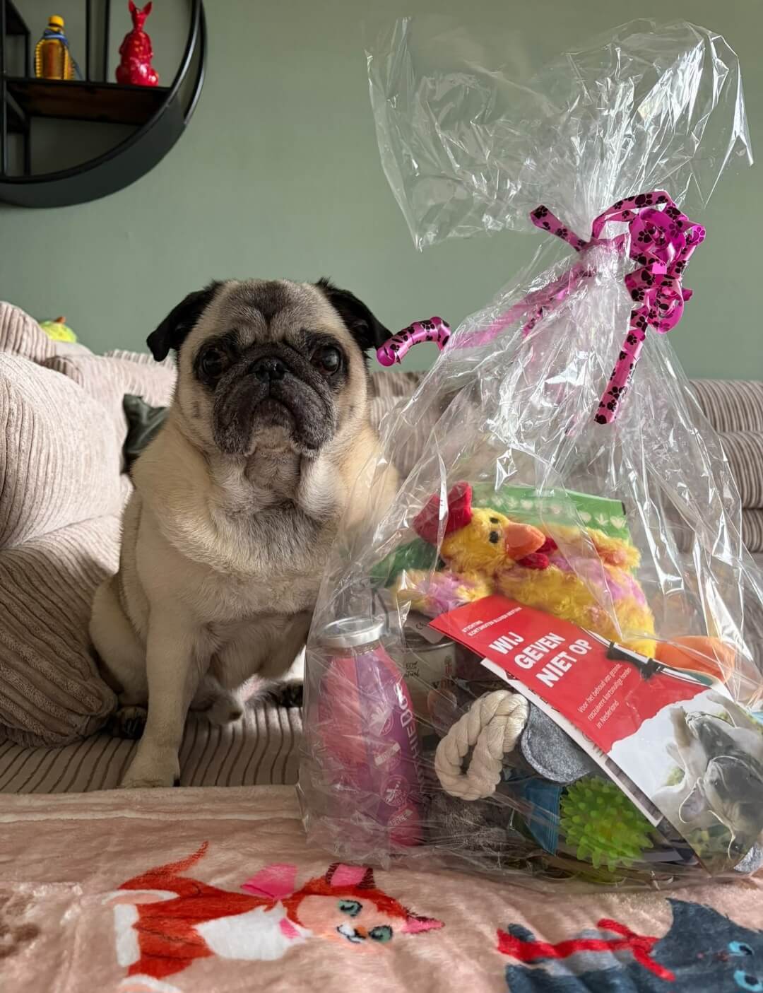 Ted the Pug poseert trots met zijn Verwenpakket