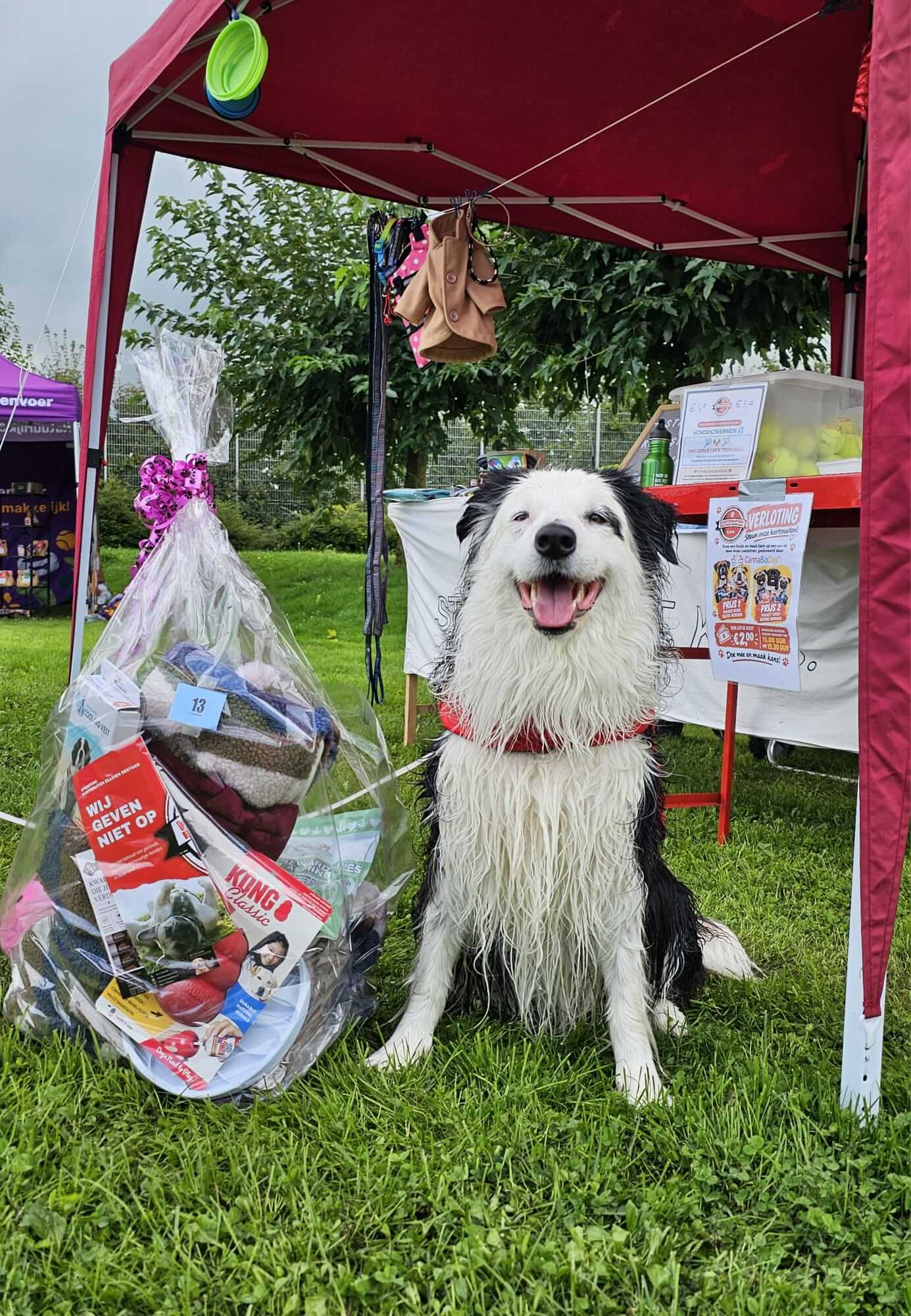 Kyra de border collie zit blij naast haar gewonnen pakket