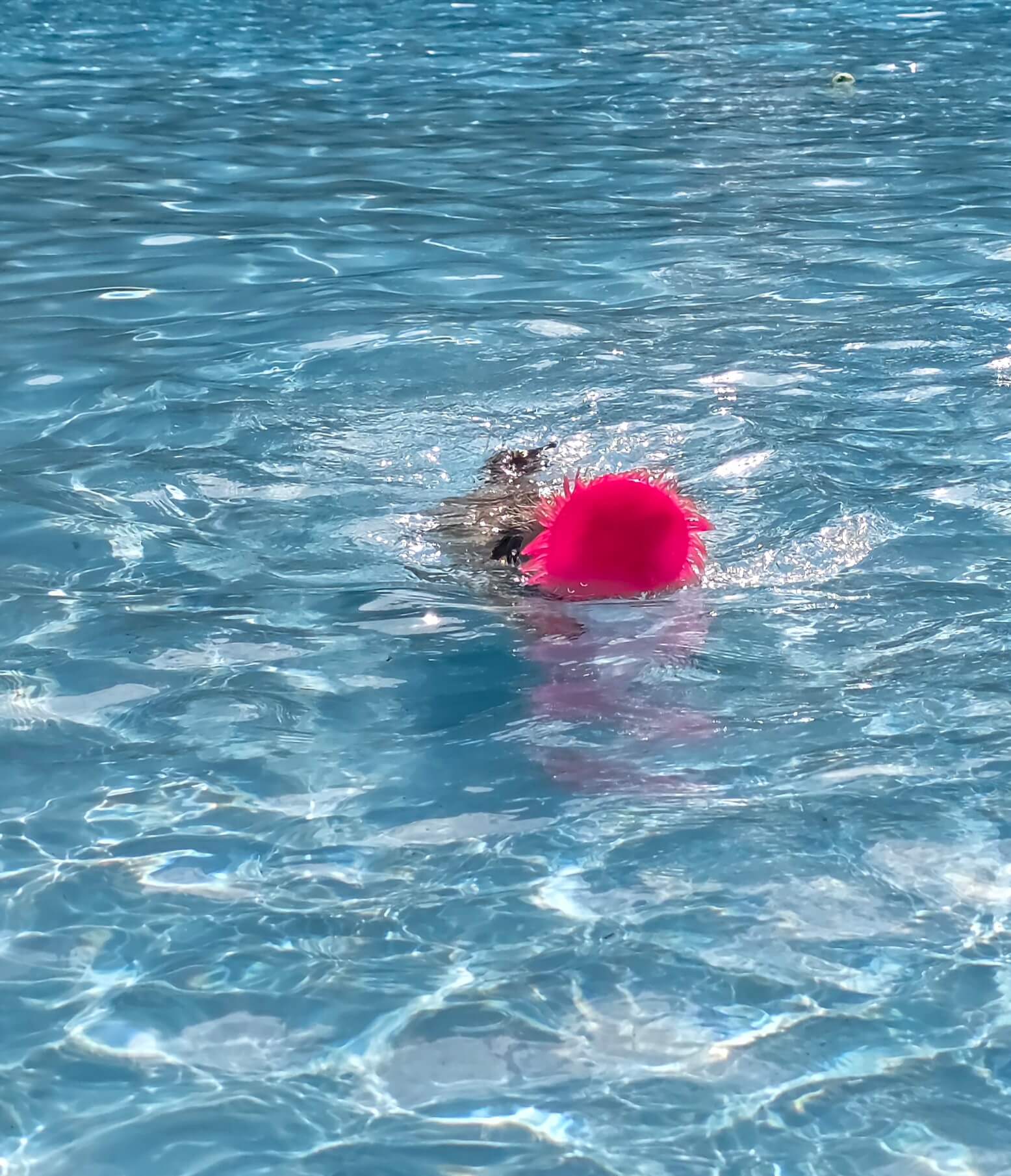 Hond die als een monster van Loch Ness door het water zwemt