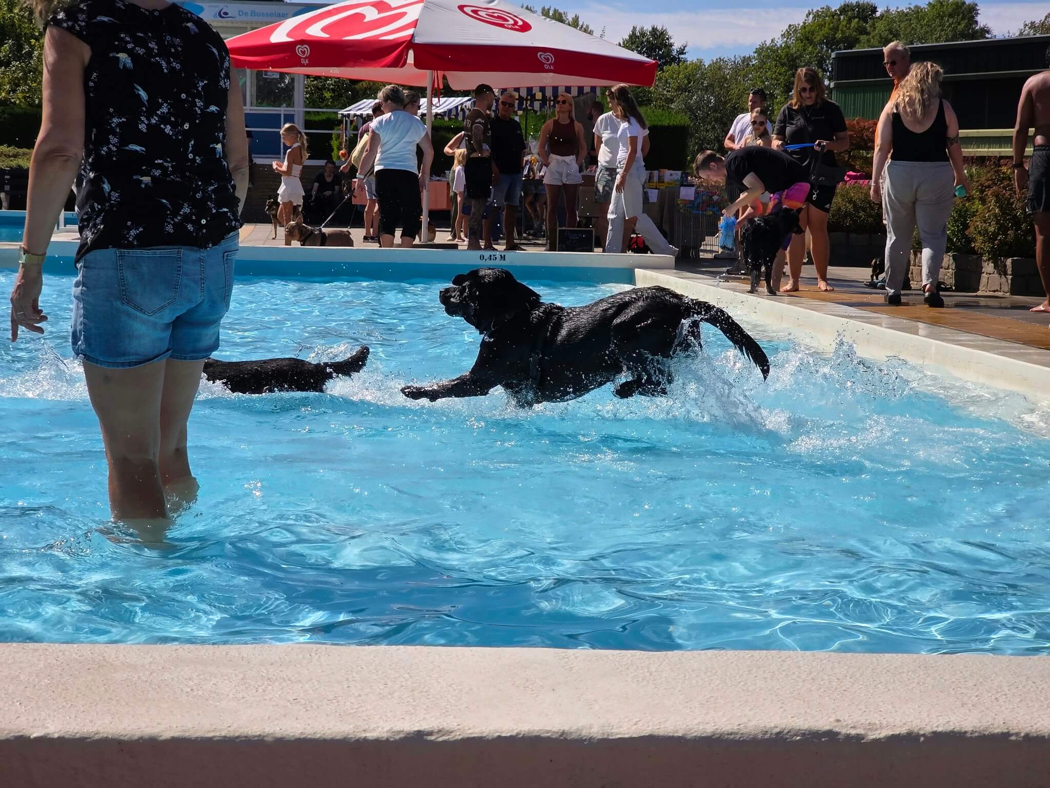 Hond maakt een plons in het water