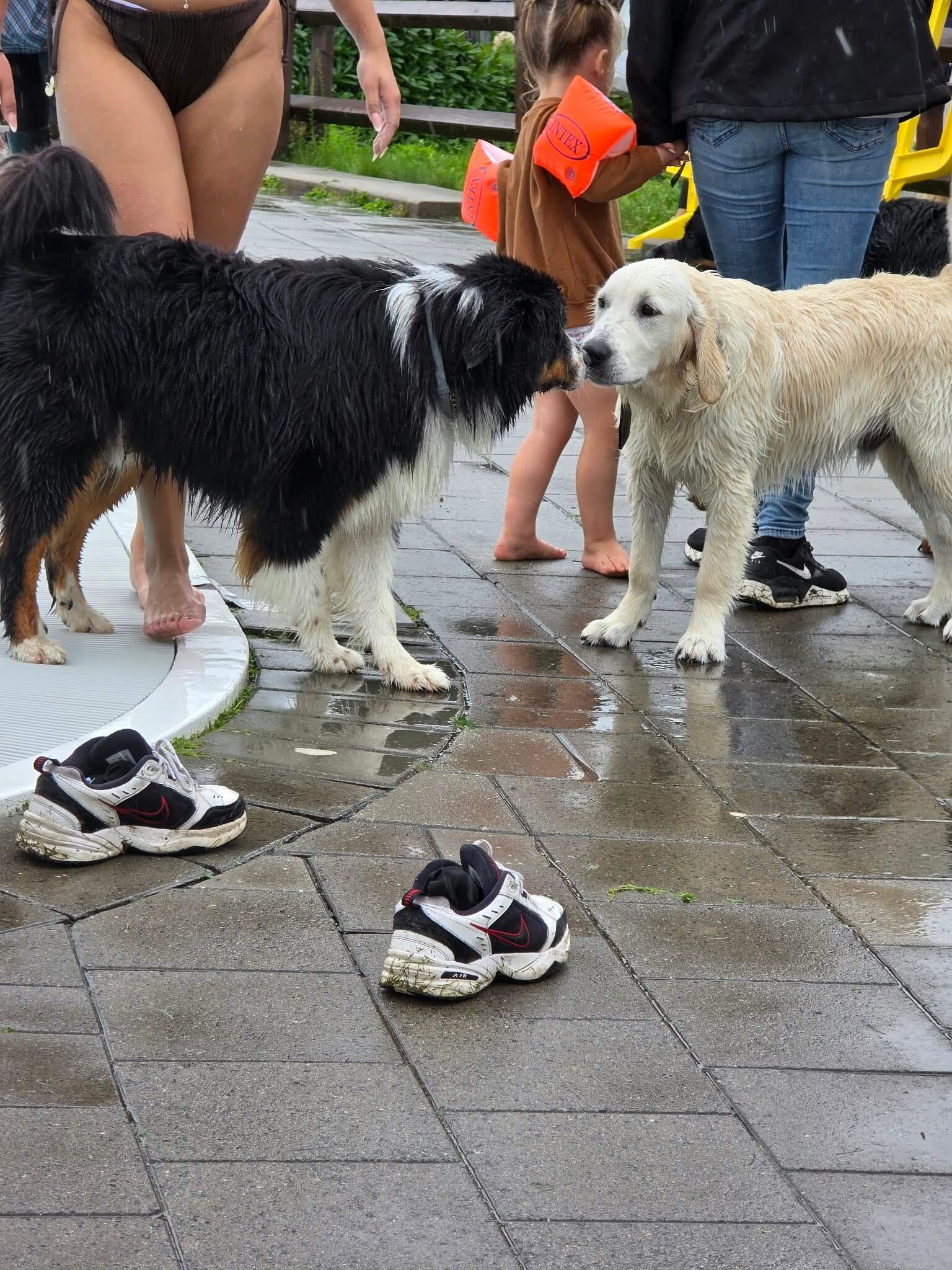 Twee honden snuffelen aan elkaar in het water