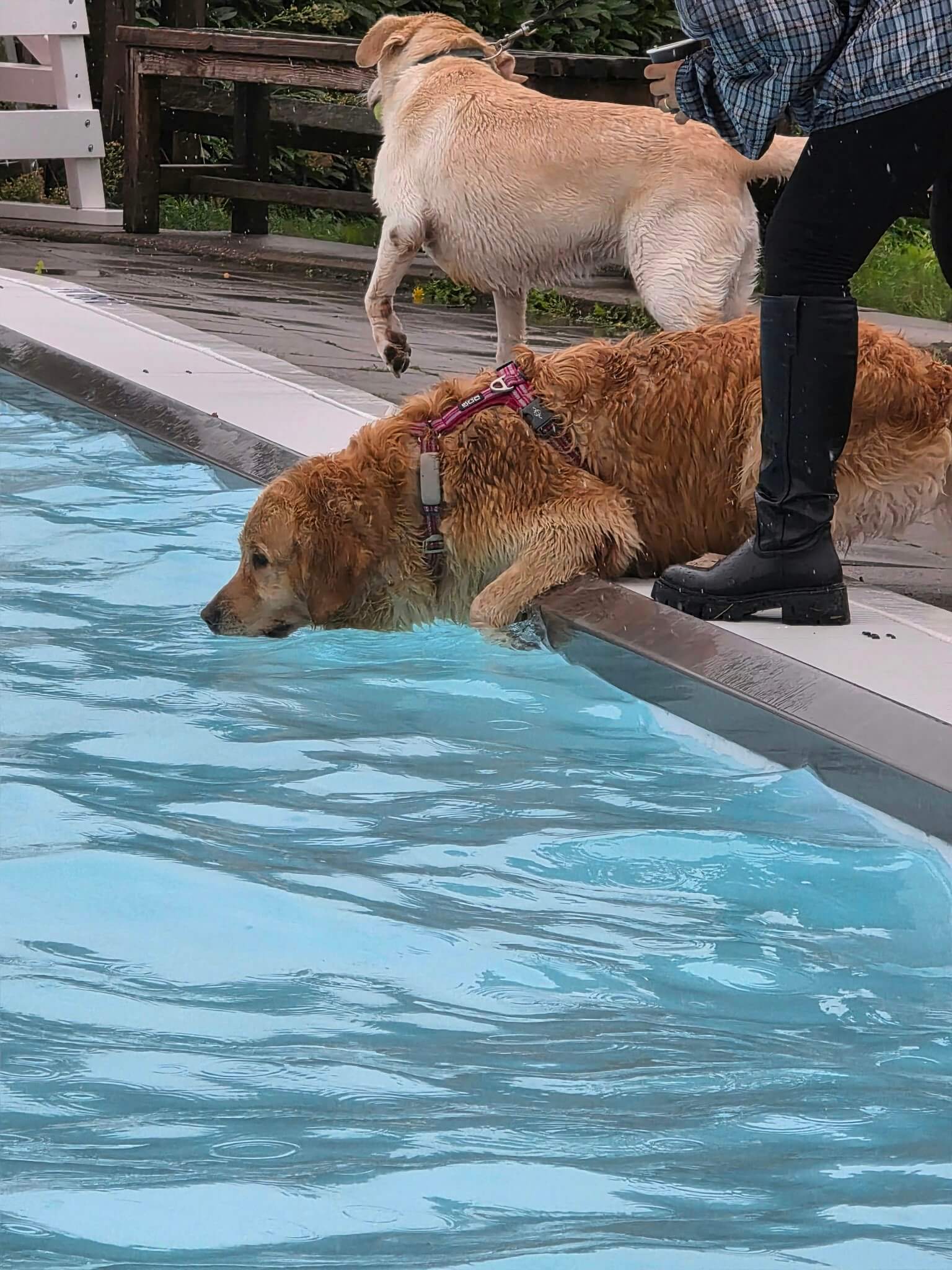 Hond ligt lui te zwemmen in het water